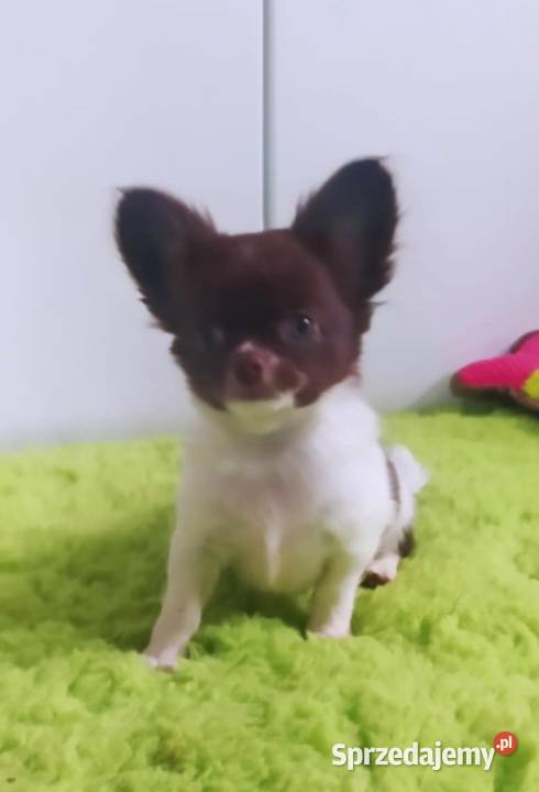 Chihuahua szczenięta super pies mini prawdziwy sprzedam