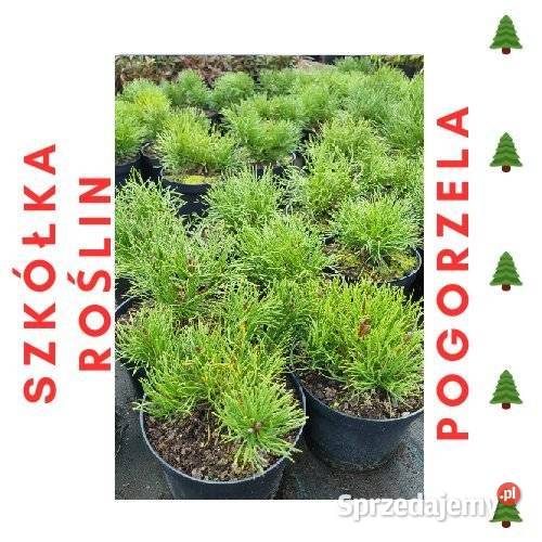 Kosodrzewina PUMILO Pogorzela
