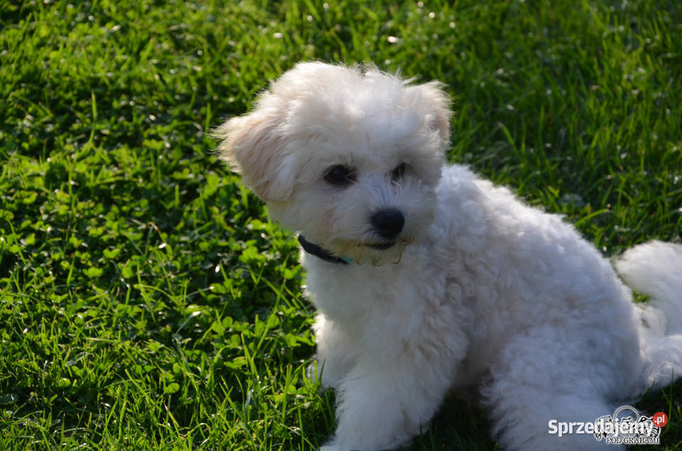 Bichon frise FCI ostatni piesek pomorskie Pruszcz Gdański