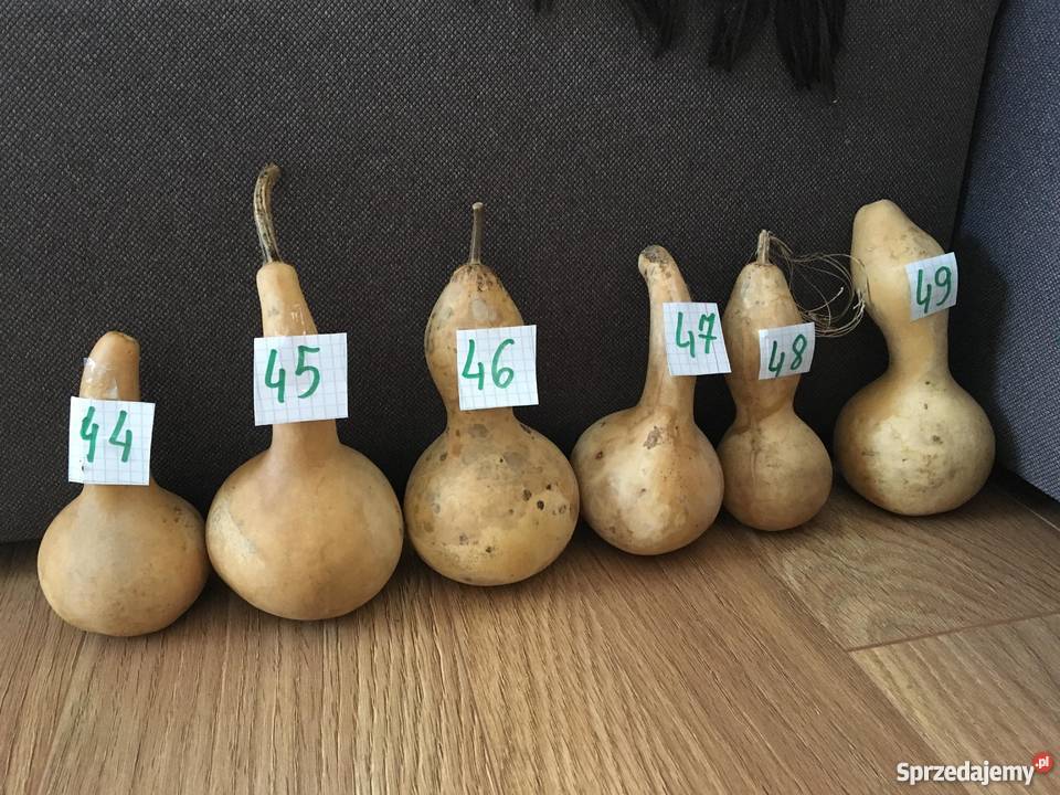 Suche tykwy z nasionami