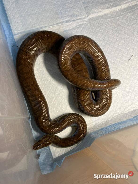 Boa Tęczowe Kolumbijskie Radom