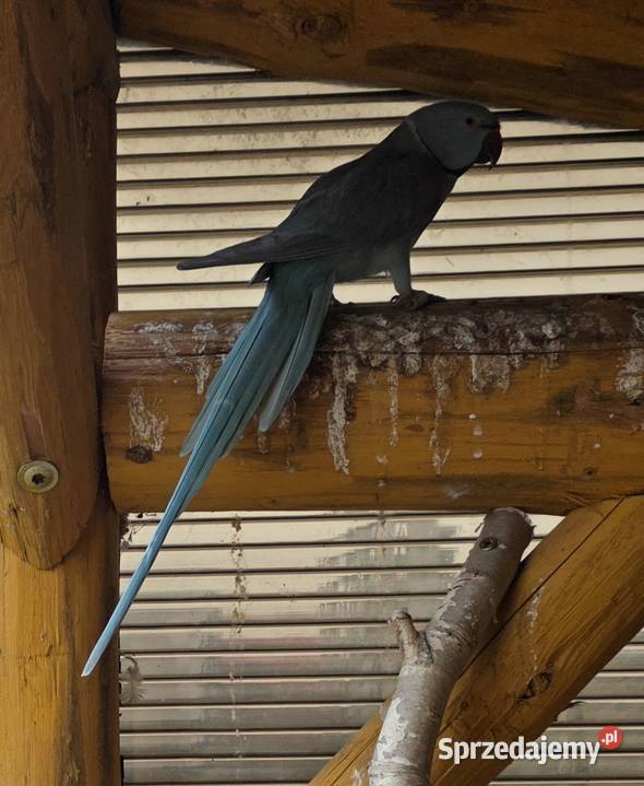 Aleksandretta obrożna Niebieska Samica Sulmierzyce sprzedam