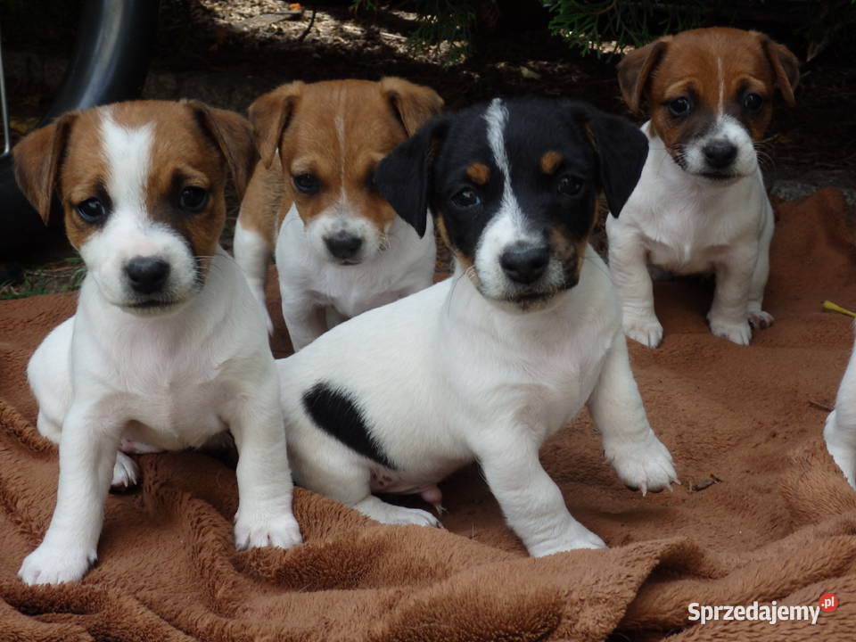 JACK RUSSELL TERRIER szczenięta wkrótce odbiór Bełchatów