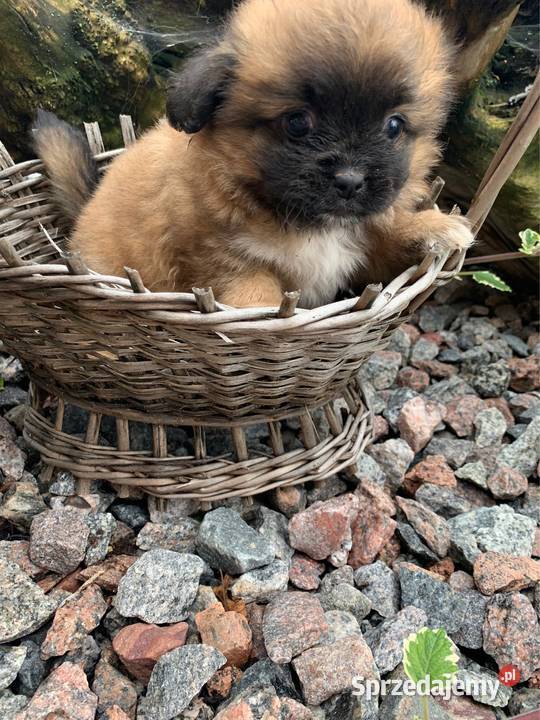 Śliczna hybryda shih tzu sunia