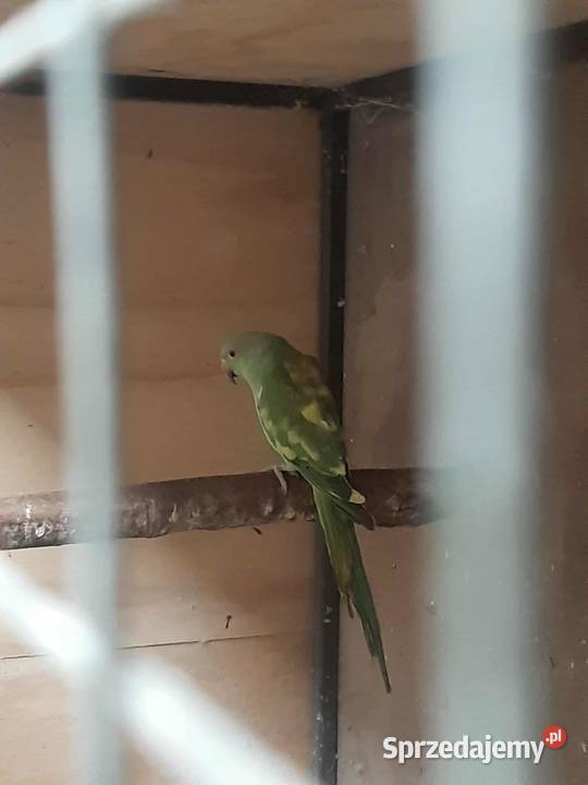 Aleksandretty obrożne różne mutacje Skała sprzedam