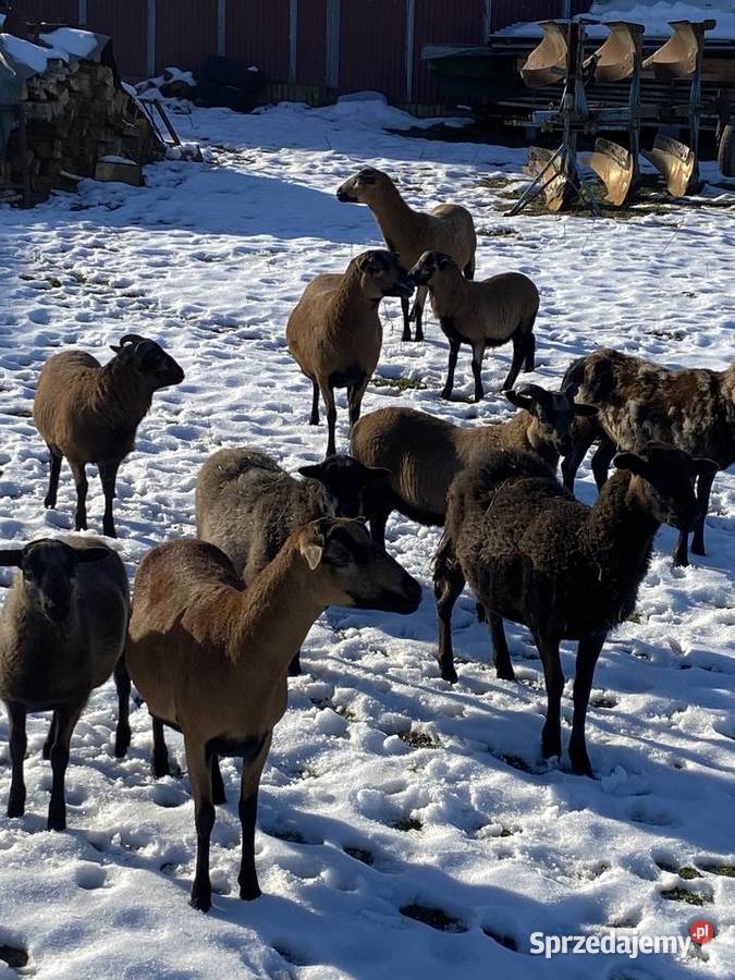 Sprzedam owce kameruńskie jagniętadorosłe Owce sprzedam