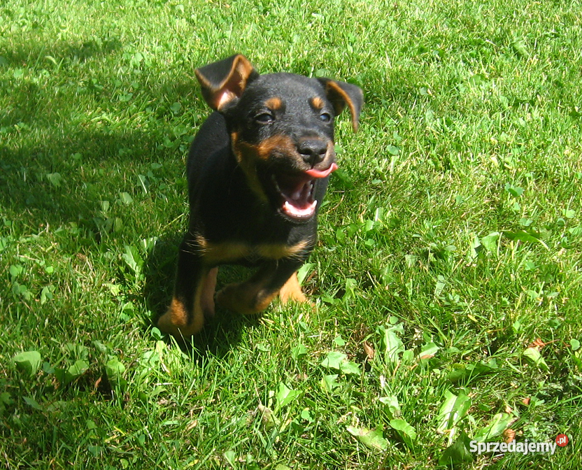 Jagdterier szczenięta Stary Sącz