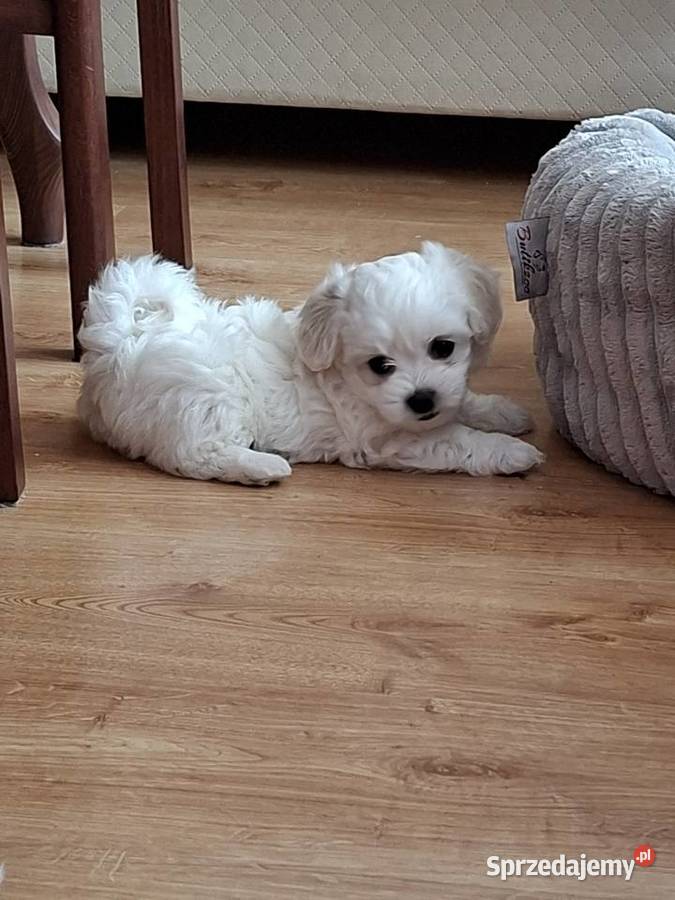 Maltańczyki chłopaki do wzięcia Gniezno