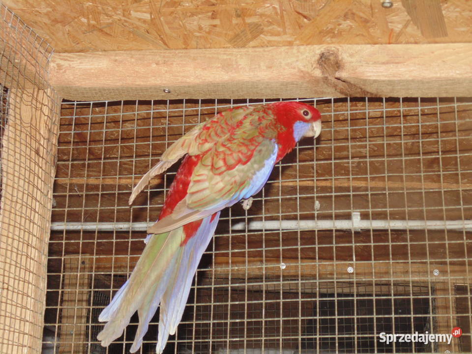 rozela królewska Ptaki Ptaki śląskie