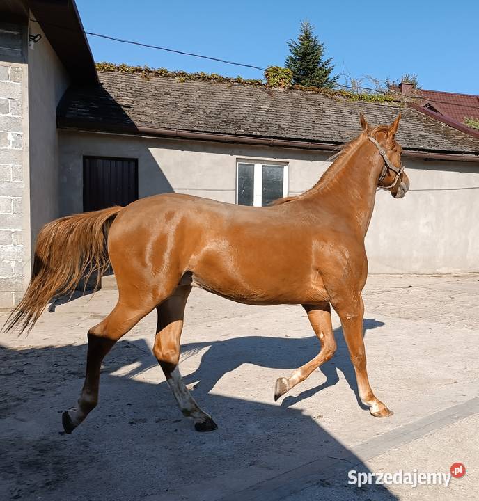 2letni wałach rasy małopolskiej na sprzedaż Luborzyca sprzedam