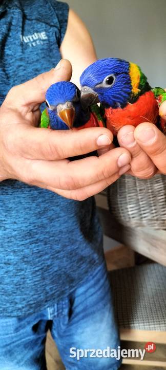 Lorysa 2024 oswojona Rybnik