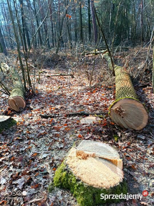 Wynajem łuparki 8t ciecie łupanie drewna Smyków
