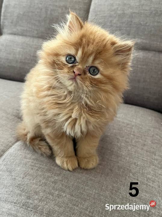 Rudobiszkoptowa kotka perska Kalwaria Zebrzydowska sprzedam