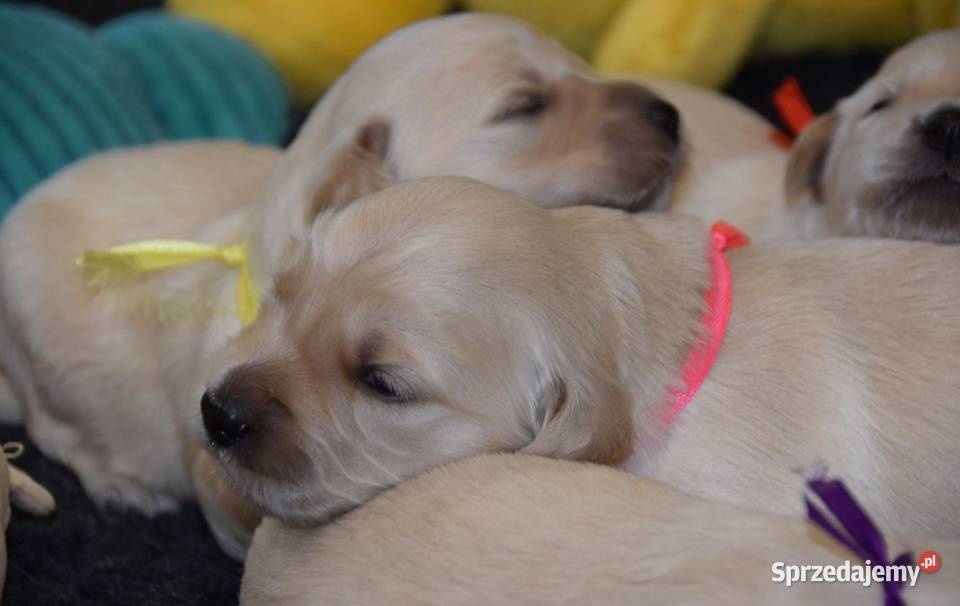 Golden Retriever szczenięta ZKWP FCI Łochów