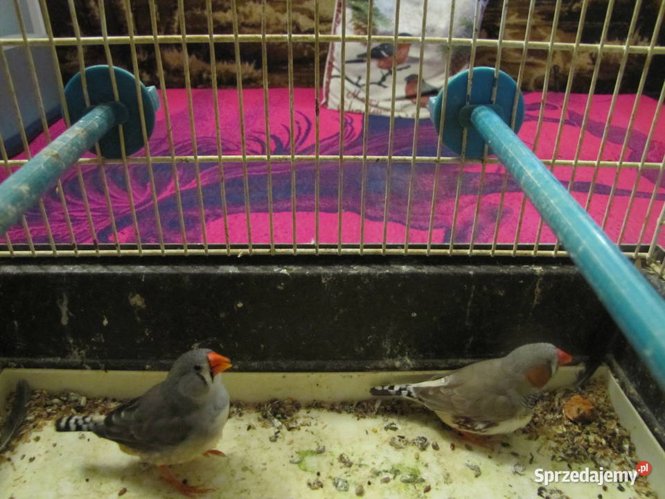 Sprzedam zeberki kujawsko-pomorskie Toruń