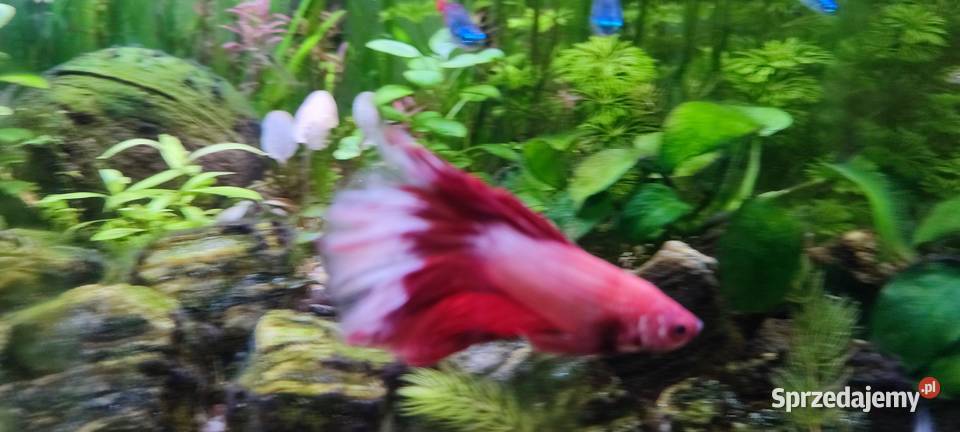 Sprzedam samca bojownika Zamość