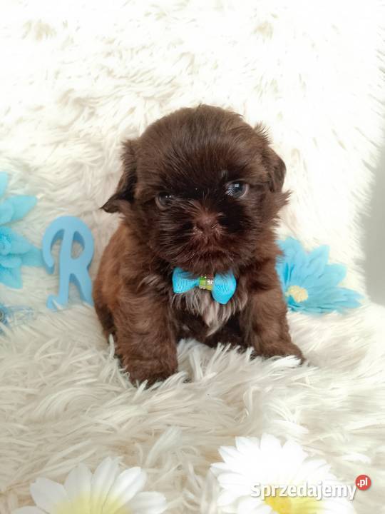 Ostatni czekoladowy piesek rasy ShihTzu Kępno sprzedam