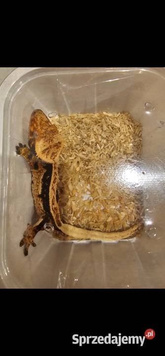 Gekon orzęsiony Lili white red harley Quinn Koszalin