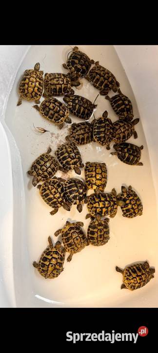 Żółw Lądowy Grecki Olsztyn Grecki Cites 35 lat Gady i płazy sprzedam