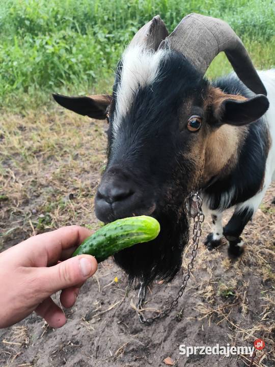 Koziołek cap miniatura Folsztyn