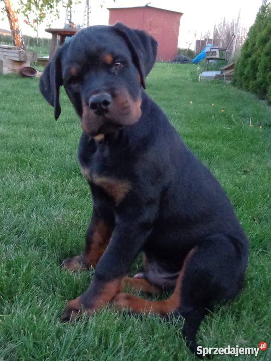 Rottweiler szczenięta z rodowodem ZKwP FCI