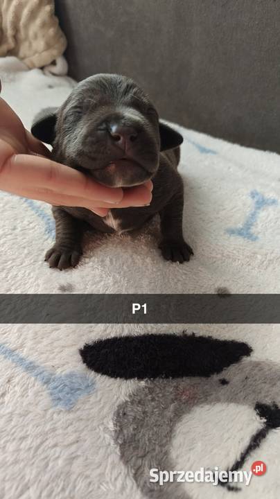 Amstaff Szczeniąta Błękitno Płowe Liliowe Blue Strzałków
