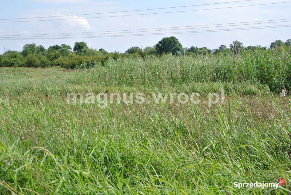 Działka rolna w sercu Wrocławia Widawą Kowale 50zł/m2 Wrocław