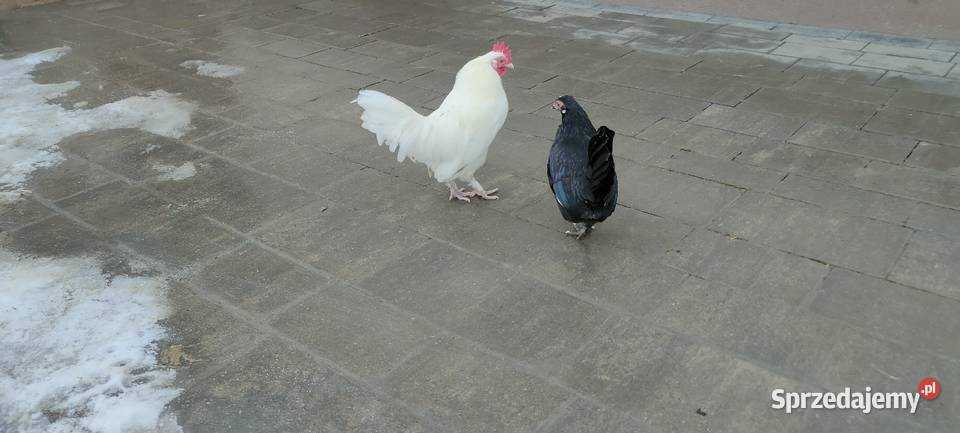 Kury karzełki liliputki Tokarówka sprzedam