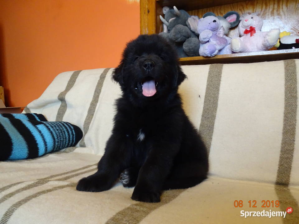 Nowofundland GOTOWE DO ODBIORU Grabowno