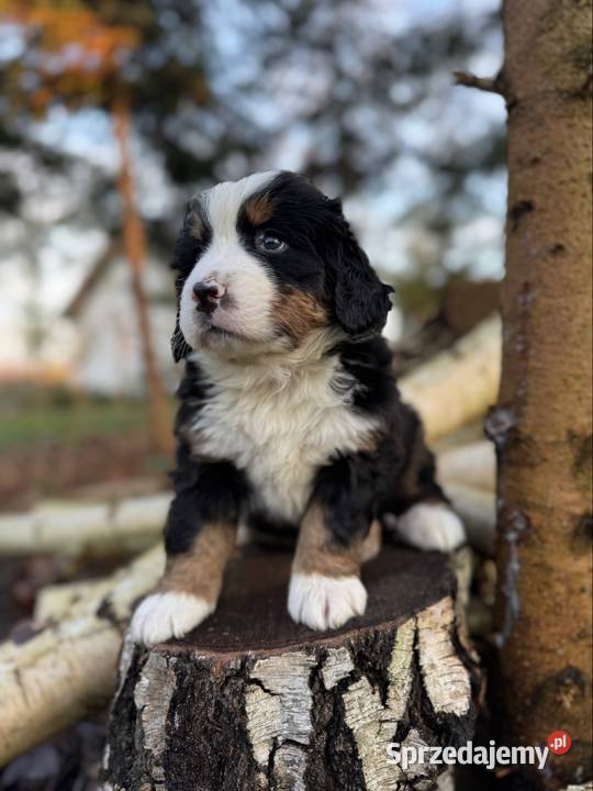 Sunia Berneński Pies Pasterski z rodowodem Zakopane sprzedam