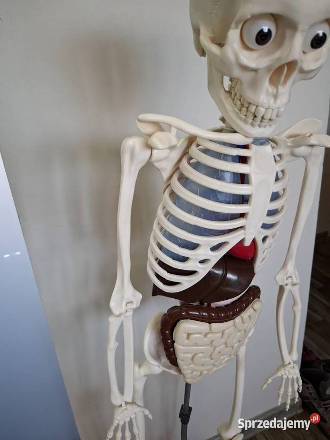 Model edukacyjny szkieletu człowieka kostek sprzedam