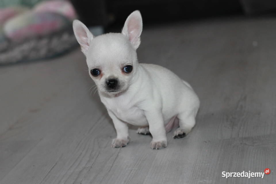 Gucci chihuahua ZKwP FCI prawdziwy rodowód Świnoujście