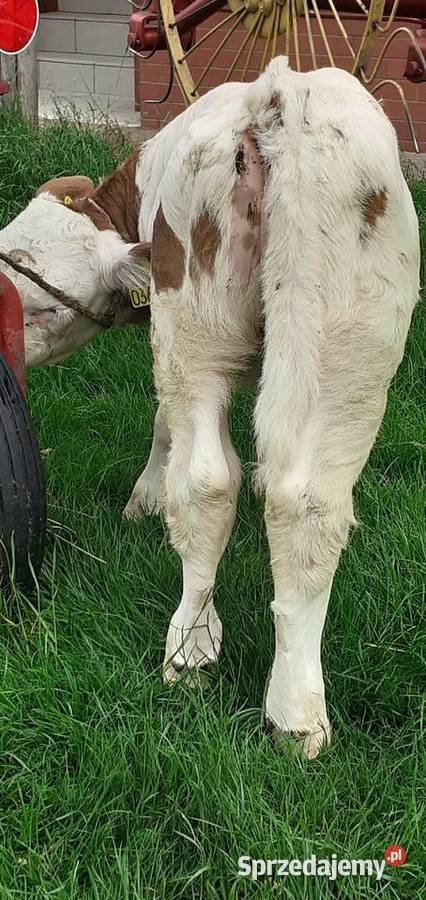 Byk (cielę) Stary Solec Sprzedajemy.pl