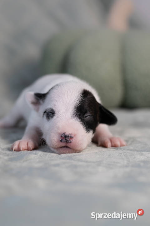 Parson Russell Terrier Szczenięta ZKwP Warszawa
