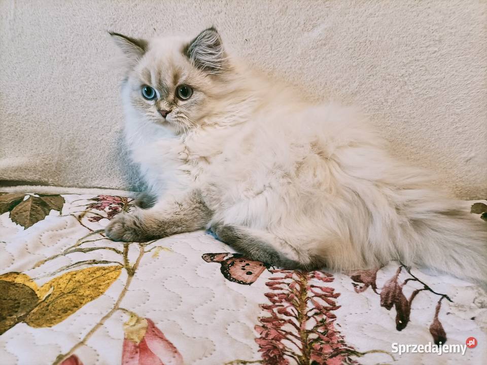 Kot brytyjski kotka brytyjska długowłosy śląskie Częstochowa sprzedam
