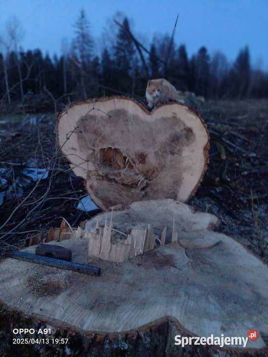 Sprzedam topolę Szypliszki