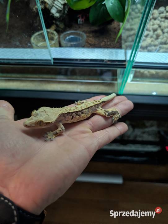 Gekon orzęsiony piękny samiec Olsztyn sprzedam