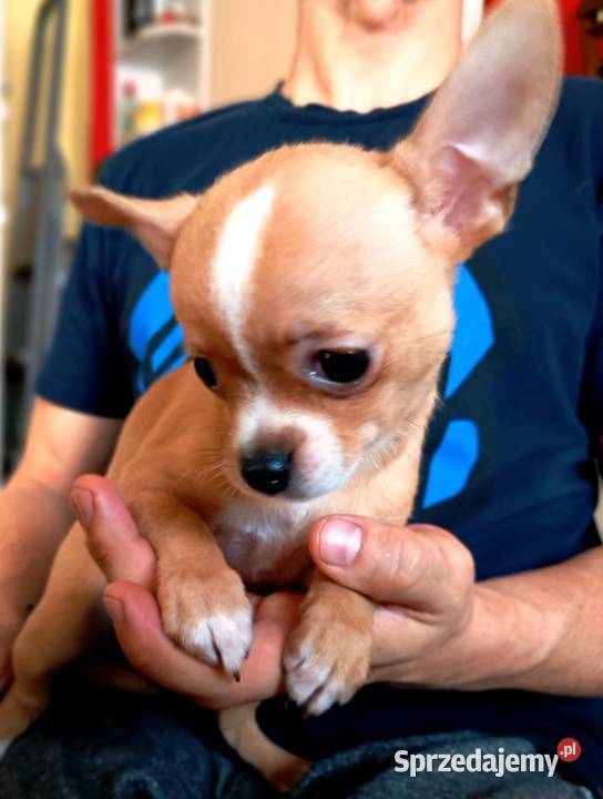 Chihuahua suczka bezowa Jasienica Dolna