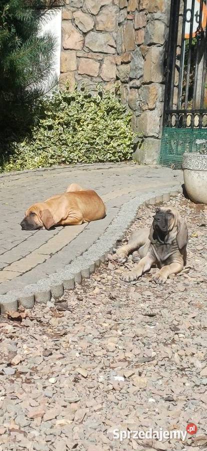 Szczeniaczki fila brasileiro