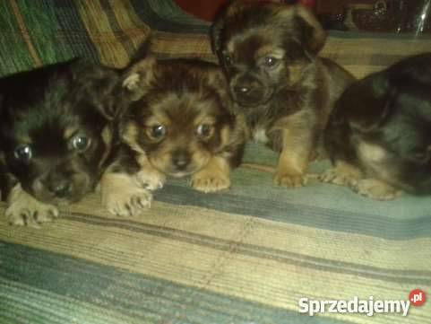 Pekińczyki mieszańce świętokrzyskie Fanisławice