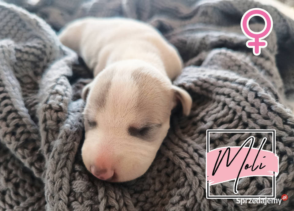 Moli Whippet na sprzedaż piękne rasowe zdrowe Poznań