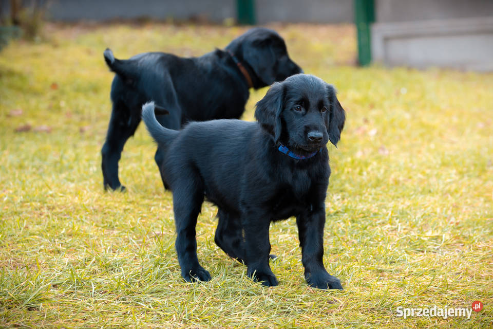 flat coated retriever szczenięta Kowalki
