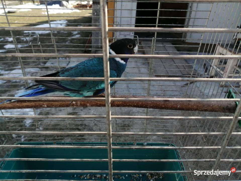 Sprzedam samca kragena niebieskiego