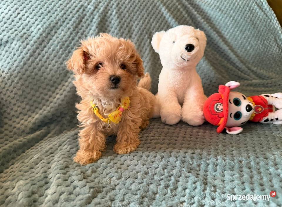 Maltipoo szczeniaczki malutkie pudel Wrocław