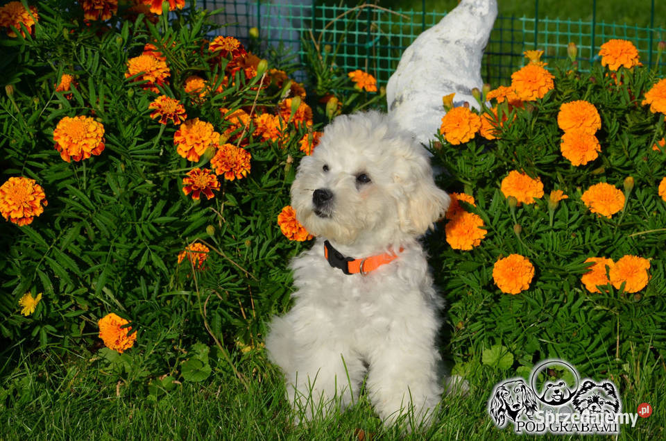Bichon frise FCI ostatni piesek Pruszcz Gdański sprzedam