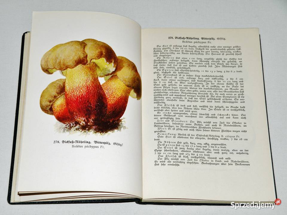 Fhrer fr Pilzfreunde EMichael RSchulz Tom 3 Wyd Antykwariat Bydgoszcz