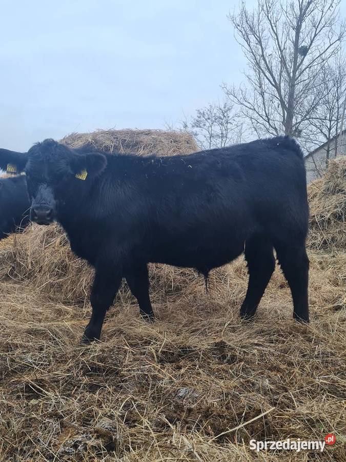 Byk Angus czarny 100 pod oceną PZHiPBM odsadek Szlatyn sprzedam