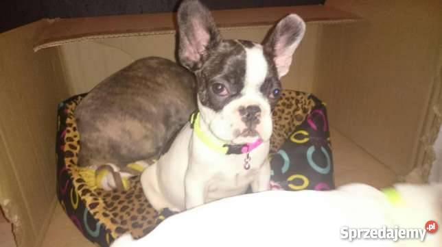 buldog francuski łaciate szczenieta Zwierzęta pomorskie Sztutowo