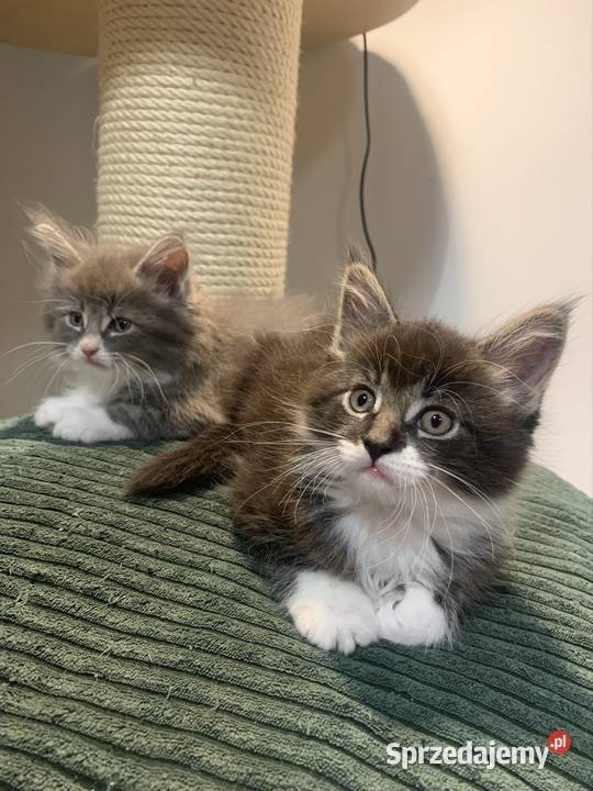 Maine Coon Kocur Czarno Biały Wybitne