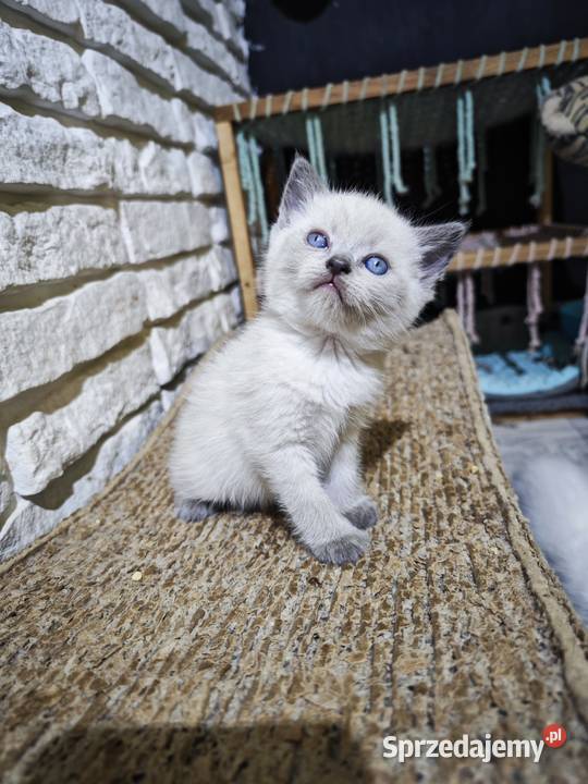 Kocięta brytyjskie point FPL Żory